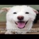 Jindo Love Rescue rescues