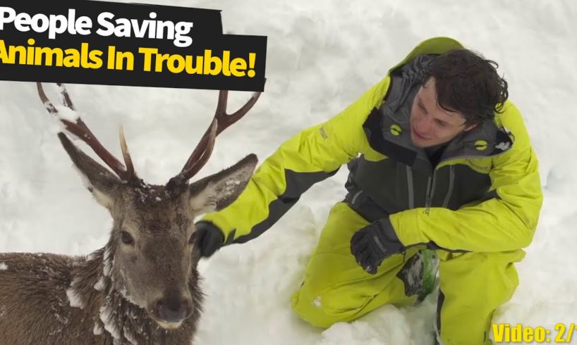 Kind and touching moments: people saving wild animals in trouble. | Wild Animal Rescue