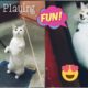 Kitty playing with me।cute animals।Funny cat videos।