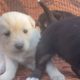 LITTLE DOGS ENJOYING THE SUNSHINE,FUNNY PUPPY,CUTEST PUPPIES