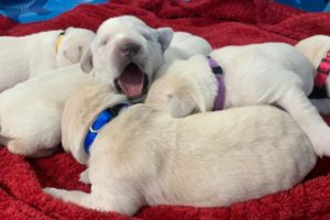 LIVE STREAM Puppy Cam! All night viewing with the cutest pups!