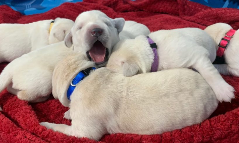 LIVE STREAM Puppy Cam! All night viewing with the cutest pups!