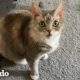 La palabra favorita de este gato es exactamente lo que esperarías | Cat Crazy | El Dodo