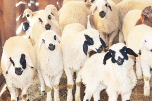 Lamb Sound , Animals Video , Funny Cute Lamb , Baby Sheep