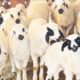 Lamb Sound , Animals Video , Funny Cute Lamb , Baby Sheep