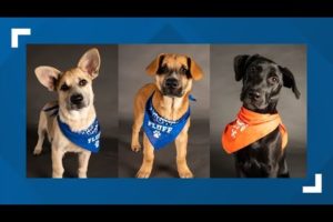 Lancaster County animal rescue group will send three dogs to 2022 'Puppy Bowl'