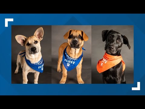 Lancaster County animal rescue group will send three dogs to 2022 'Puppy Bowl'