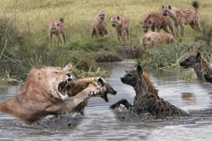 Lion King vs Wild dogs Fight To Death - Lions vs Crocodile, Hyena - Animals Attack Compilation 2022