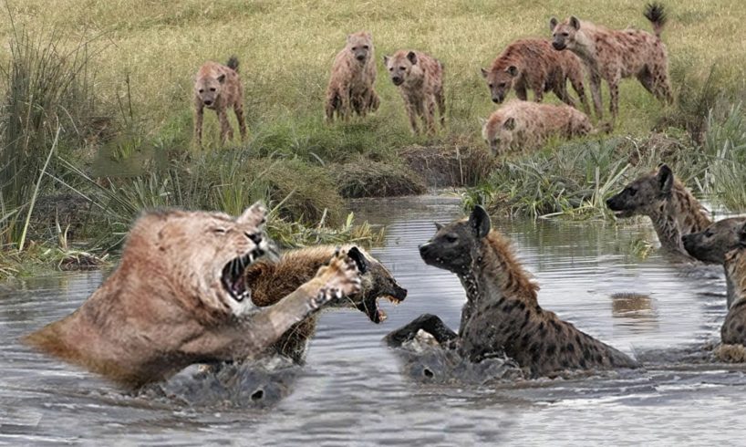 Lion King vs Wild dogs Fight To Death - Lions vs Crocodile, Hyena - Animals Attack Compilation 2022
