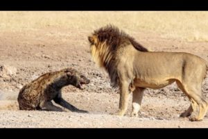 Lion plucks and eats hyena eye - uncensored animal fights|Not for sensitive viewers