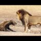 Lion plucks and eats hyena eye - uncensored animal fights|Not for sensitive viewers