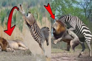 Lion vs zebra fight। Wild animal fights। Mother Zebra save her newborn from lion, giraffe vs Lion