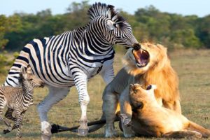 Lion's Mouth Broke When Confronted With Mother Zebra - Mother Zebra Rescues Her Calf