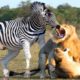 Lion's Mouth Broke When Confronted With Mother Zebra - Mother Zebra Rescues Her Calf