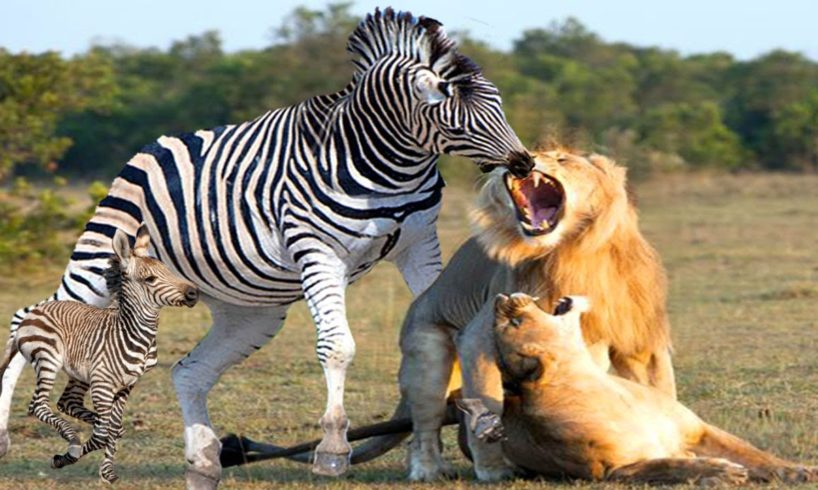 Lion's Mouth Broke When Confronted With Mother Zebra - Mother Zebra Rescues Her Calf