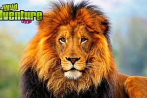 Lions!  The King of the Jungle!  All About Lions for Kids w/ The Wild Adventure Girls!