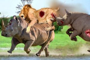 Lonely Rhinos encounters 14 Lions and unexpected ending. Wild Animals Attack