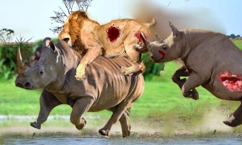 Lonely Rhinos encounters 14 Lions and unexpected ending. Wild Animals Attack