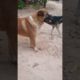 Lovely Dog 🐕🐶 Amazing Cute Pets Playing Cute Animals #funnydog #dogs #alldog #dog #pets #short