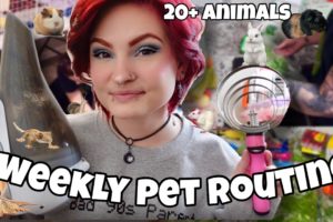 MY WEEKLY PET ROUTINE W/ 20+ ANIMALS! 🐾