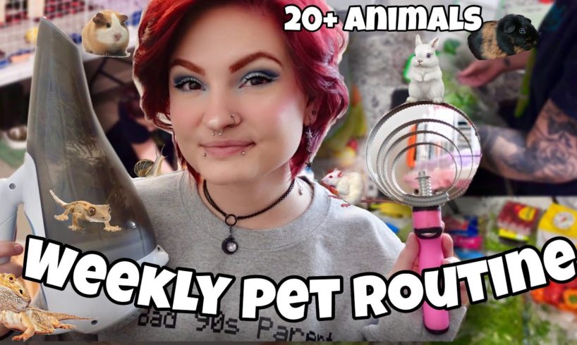 MY WEEKLY PET ROUTINE W/ 20+ ANIMALS! 🐾