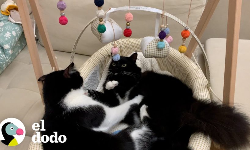 Mamá encuentra a los gatos en la cuna del bebé | El Dodo