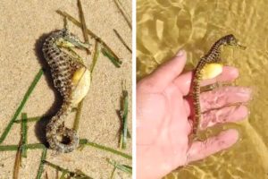 Man Rescues PREGNANT SEAHORSE Found On Beach