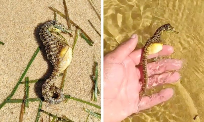 Man Rescues PREGNANT SEAHORSE Found On Beach