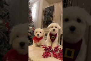 Marry christmas🥰 #puppy #puppies #funny #dogs #Christmas2022 #cute #cutepuppies #cutedogs #Shorts