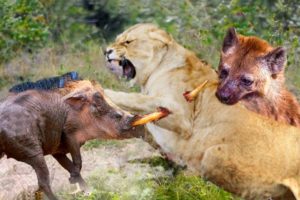 Mighty Warthog Fights Fiercely With Lion And Hyena To Regain His Life | 1002 Animals