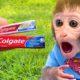 Monkey Baby Bon Bon brush his teeth in the toilet and playing with the puppy on the farm