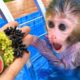 Monkey Baby Bon Bon plays in the pool with puppy and ducklings & eats fruit in the garden