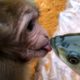 Monkey Tom takes care of baby Lisa and plays with fish/Animals around us/pet animals/animal monkey