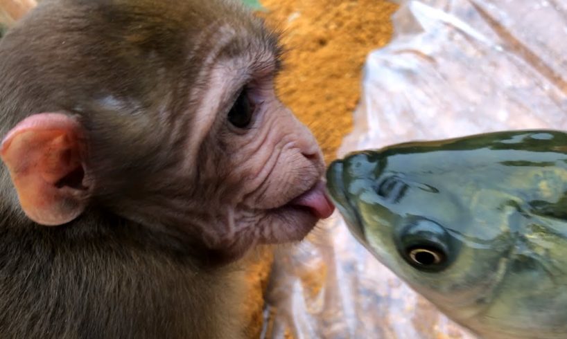 Monkey Tom takes care of baby Lisa and plays with fish/Animals around us/pet animals/animal monkey