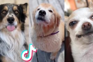 More of the Cutest Dogs on TikTok 😍