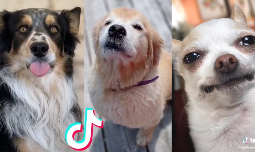 More of the Cutest Dogs on TikTok 😍