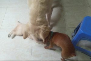 Mother Dog Rescues Her Baby From Disturbing Small Dog