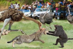Mother Ostrich don't protect her child from Leopard, Lion hunting - Wild animal fights to death