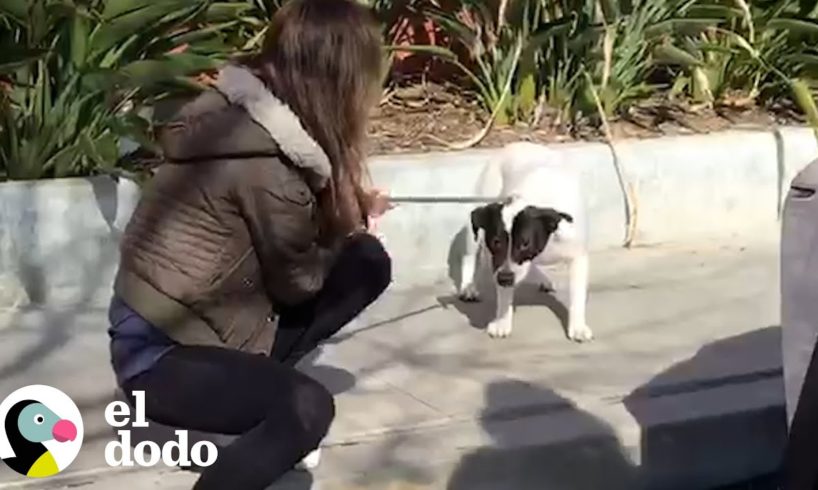 Mujer duerme en el piso con un perro aterrorizado para que se sienta seguro | Dodo Héroes | El Dodo