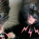 Mujer encuentra gatitos pequeños y bravos, y los convierte en un par de amores | Cat Crazy | El Dodo