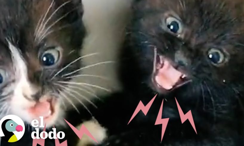 Mujer encuentra gatitos pequeños y bravos, y los convierte en un par de amores | Cat Crazy | El Dodo