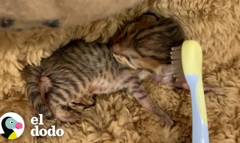 Mujer hace todo para ayudar a sobrevivir a unos gatitos abandonados | Pequeño y Valiente | El Dodo