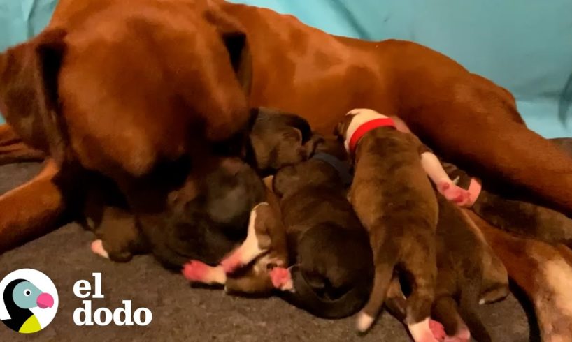 Mujer queda despierta toda la noche para ayudar a su perro pe paso dar a luz | ¡Adóptame! | El Dodo