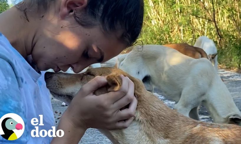 Mujeres encuentran un perro callejero que está amamantando cachorros | Dodo Héroes | El Dodo