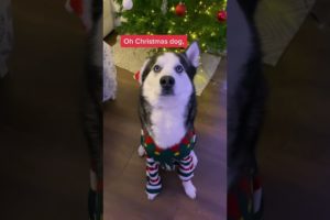Oh Christmas dog🎅🏻#puppy #puppies #dog #cuteanimals #dogs #Christmas2022 #cute #cutepuppies #animals