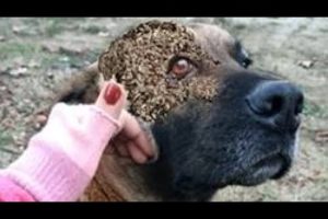 Oh no! 2 0 0 Maggots Left to DlE Poor Pups Rescues  犬からワームを取り除