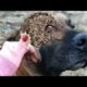 Oh no! 2 0 0 Maggots Left to DlE Poor Pups Rescues  犬からワームを取り除