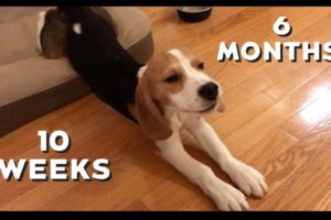 Oliver's cutest puppy barks from 10 weeks to 6 months