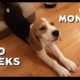 Oliver's cutest puppy barks from 10 weeks to 6 months