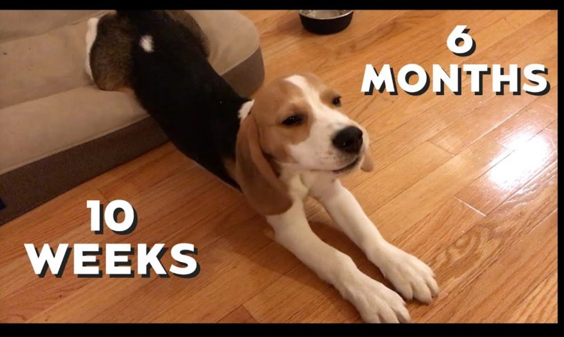 Oliver's cutest puppy barks from 10 weeks to 6 months